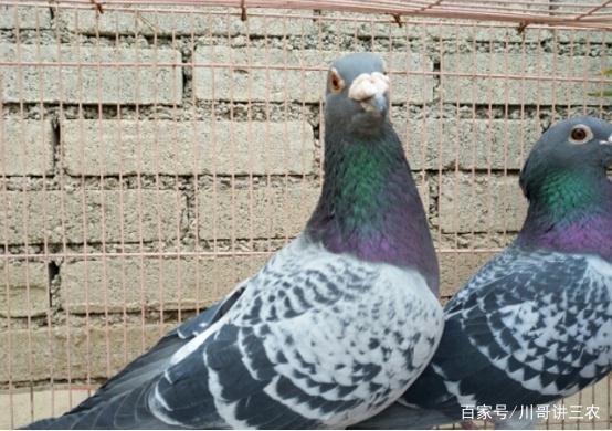 养鸽子的小技巧，这些很关键，看完就明白了