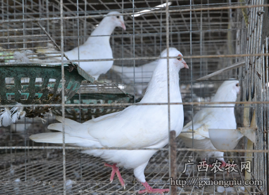 让鸽子带乡亲飞上致富路--记广西扶绥杰利皇鸽养殖总经理马汉杰