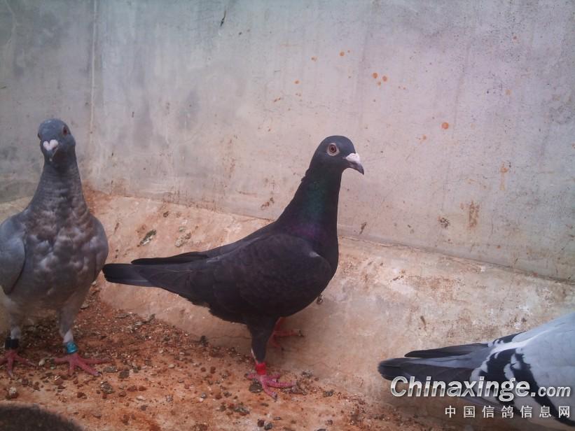 鸽子近况--中国信鸽信息网相册