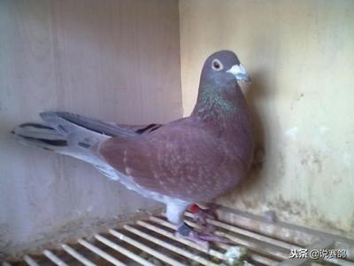 从鸽子蛋破裂情况选择鸽子