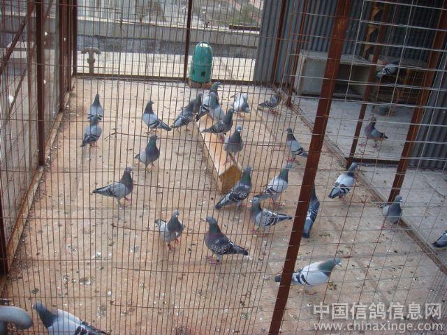 我的鸽舍与鸽子--中国信鸽信息网相册