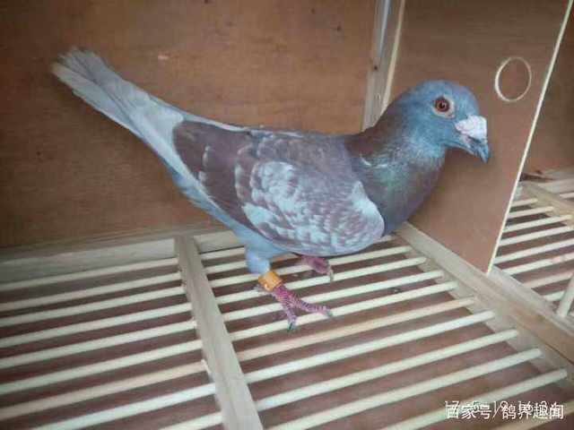 最全赛鸽鸽粮配置方法