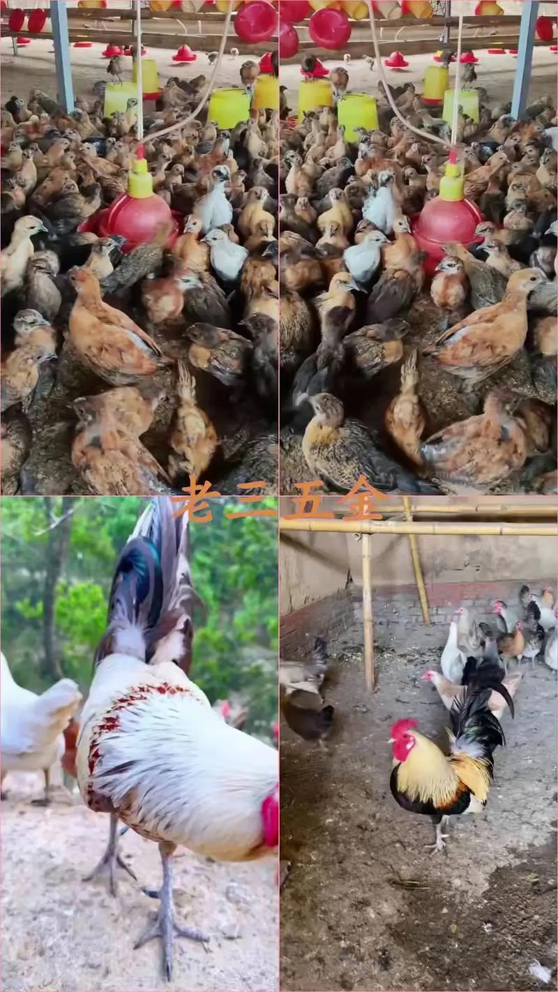 禽一片鸡鸭鹅鸽子养殖四季常备产品使用方便畜牧通用饲料添加剂