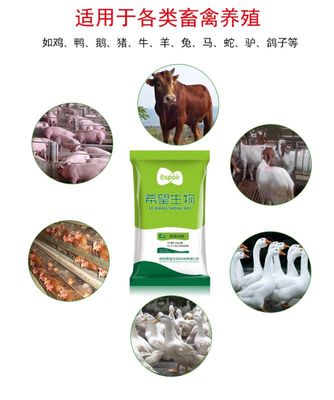 益生菌在鸽子养殖中的保健应用 EM菌种与专用益生菌的科学使用
