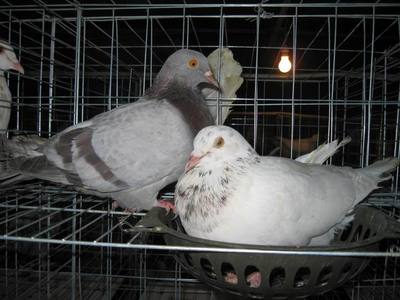 鸽子养殖