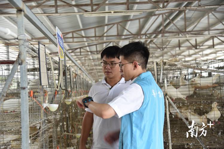 如今借助现代养殖业信息化技术,可以针对性,精准地去了解每一只鸽子的