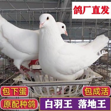 虞城县飞行肉鸽养殖场