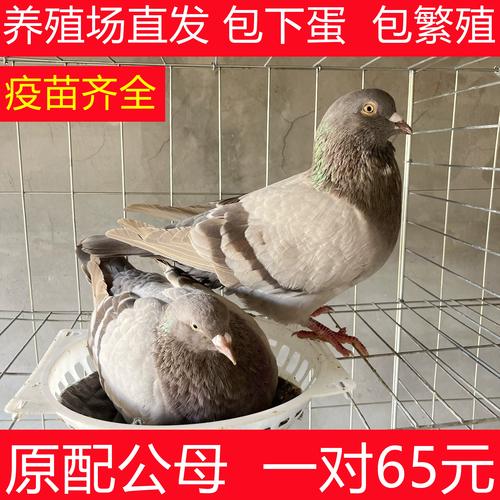 -汉云鸽子养殖-淘宝网