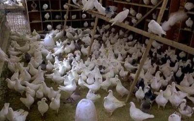 让一产尽显特色 打造叫得响的品牌--南宁市扎实发展现代特色农业带富一方百姓