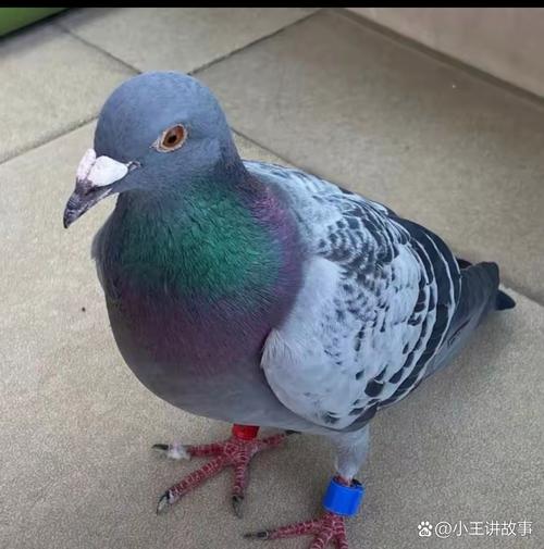 当警方赶到之后大吃一惊:"这只鸽子的脚上竟然绑着一个极为精密的小型
